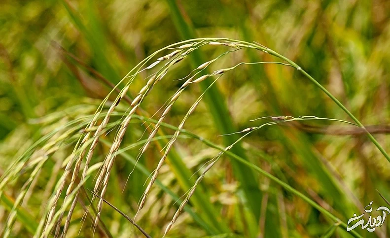 (تصاویر) برداشت برنج در مازندران